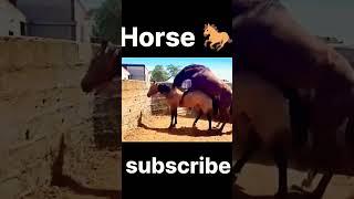 aminal mating! Horse mating #animalshorts