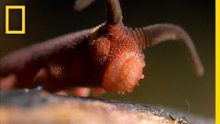 This Worm Uses a "Silly String of Death" | National Geographic