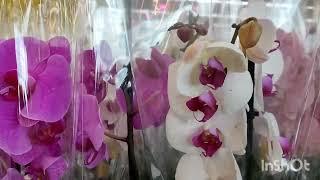 15.05.24г.Красивая поставка орхидей в Леруа Юдино Одинцовского района Подмосковье.