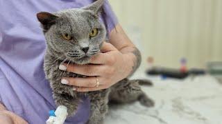 И у кошек болят зубы! Как помочь бездомной кошке если от боли она не может есть?  Saving the cat 
