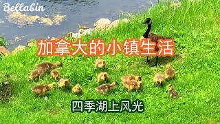 加拿大的小镇生活 (Mandarin Version) --- 四季湖上风光