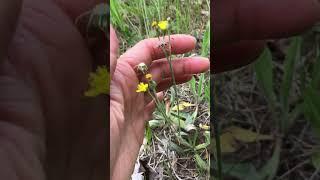 Hunting Medicine In The Backyard