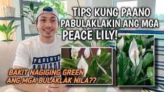 EVERYTHING YOU NEED TO KNOW ABOUT PEACE LILY