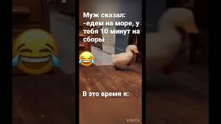 Чисто я по жизни #shorts#видео#приколы#утка#бегает#покоридору#едемнаморе#домашниеживотные#приколы