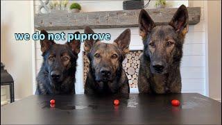 My 3 German Shepherds Review Food (Pt 5) ASMR