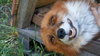 Лис Альф строит дом для Фокси - Alf the Fox made a downstairs apartment for Foxie