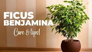 The Ultimate FICUS BENJAMINA Care Guide (Weeping Fig Plant Care)