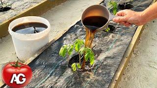 Tomatoes will grow in a moment! Just pour this over the tomatoes