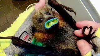 Very cute baby flying-fox in care;  this is Gosling on day 2, morning