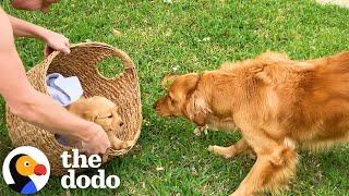 Golden Retriever Gets A Puppy Sibling To Grow Up With | The Dodo