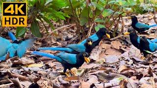 Cat TV for Cats to Watch  Cute and Funny Blue Birds  8 Hours(4K HDR)