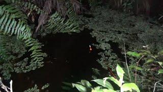 MANCING LEMBAT MALAM HARI DI PERKEBUNAN SAWIT MEMANG JOS SAMPAI MAHLUK ASTRAL LEWAT PUN KAMI NGK TAU