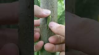 Learn How to Graft a Plants #plantloverschallenge #plants #graftskills #fruitgraft #plantsgrowing