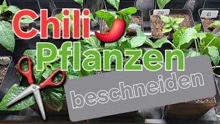 Paprika, Chili & Basilikum Pflanzen richtig beschneiden für einen buschigeren Wuchs 🪴️