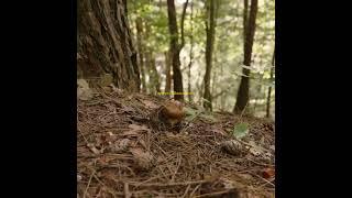 Jamur Pinus atau Tricholoma Matsutake. Apa jamur favoritmu?