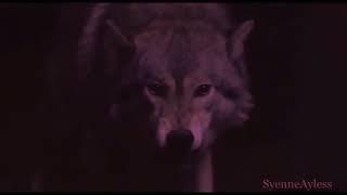 Wolf Shapeshifter - Animal