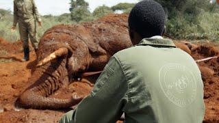 Helping an Elephant Find his Feet | Sheldrick Trust