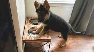 This Is What Makes German Shepherds the Funniest Dogs Around