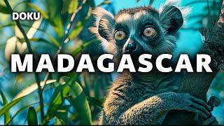 Madagascar (Tierdoku | Madagaskar Doku | ganze Doku auf Deutsch)