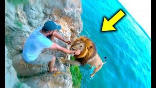 Man Saved Lion On A Cliff – What Happened Next is Unbelievable!