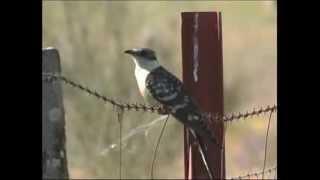 Coucou geai - Great Spotted Cuckoo ( Clamator glandarius )