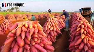 The Most Modern Agriculture Machines That Are At Another Level , How To Sweet Potatoes In Farm