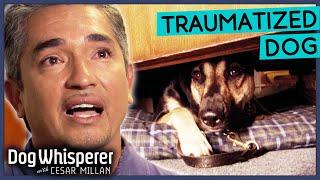 Terrified Stray Dog Lives Life In Fear  Dog Whisperer With Cesar Millan