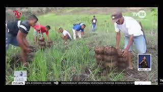 Panen Perdana Porang, Petani di Lando Manggarai Timur Panen Uang Miliaran Rupiah