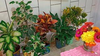 6 Plantas Variegatas Que Estão Na Moda/ Plantas de vó