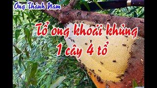 Tổ ong khoái khủng - 1 cây 4 tổ | Ong Thành Nam