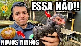 Fui instalar Ninho e encontrei minha galinha ferida  | Invasão pombo | Aves Recriar