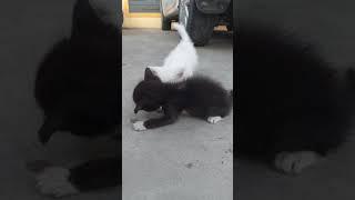 Cute black and white meow kittens like aliens