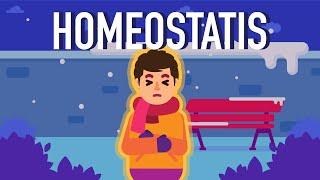 What is Homeostasis?