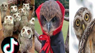 Owl  A Funny Owls And Cute Owls Compilation Random videos on internet