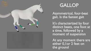 HORSE GAITS  PART 04 - GALLOP CYCLE ANALYSIS