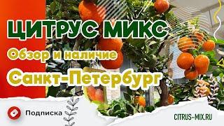 🪴  Обзор цитрусовых и экзотических растений в Санкт Петербурге |  #комнатныерастения #цитрусмикс