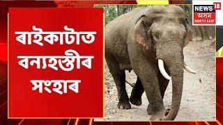 Hojai News | ৰাইকাটা গাঁৱত বনৰীয়া হাতীক জাক