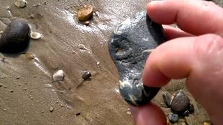 Fossil Hunting And Beachcombing At Compton Bay