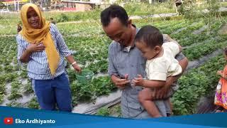 PETIK STRAWBERRY LANGSUNG DARI KEBUN | KETEP, TAWANG MANGU, KARANGANYAR