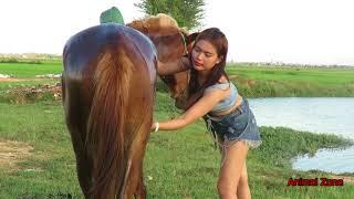 Animal Zone Show | Big Horse with Girl - How to Petting horse / Cute Horse.