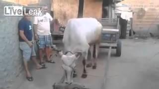 Бык собирается на работу (Disciplined bull goes to work)