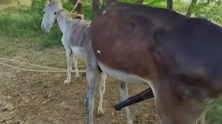 Donkey Mating | xxxx Video #monkey #xxx