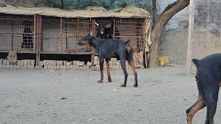 ##doberman #dog erupan doberman Rajasthan #doberman dog official vopari #dog #rotw #doglover #pets