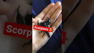 Scorpions are epic.