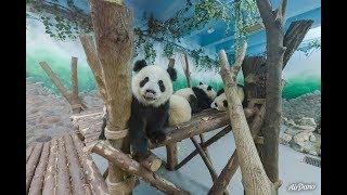 Chengdu Giant Panda Base 360° virtual reality tour