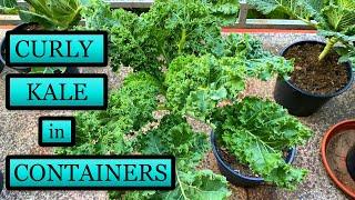 Growing Curly Kale in Containers [Seed to Harvest]