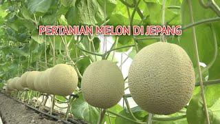 Pertanian melon di jepang, melon farming in japan