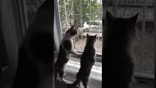 Curious Cats Like to Watch Outside the Window  #shorts