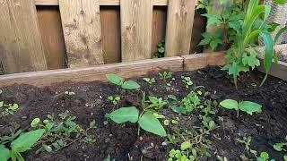 #backyardgardening #gardeningtips ##growvegetables #gardeninghouseplants