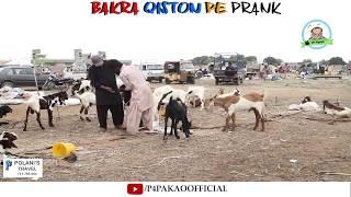 | Bakra Qiston Pe Prank | By Nadir Ali And Rizwan In | P4 Pakao | 2018